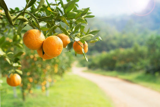 04. Agriculture Terms for Fruit Trees